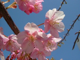 桜の花のUP