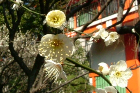 千葉神社の梅