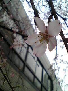銀座の桜