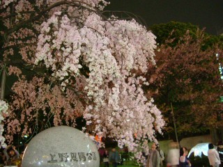 上野の桜