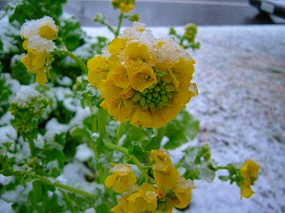 雪の菜の花
