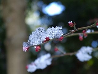 凍った梅の蕾