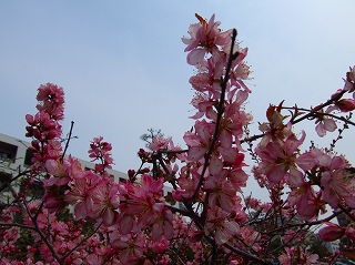 桜３
