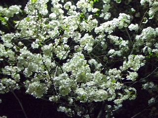 自宅近くの夜桜