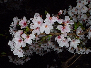 自宅近くの夜桜