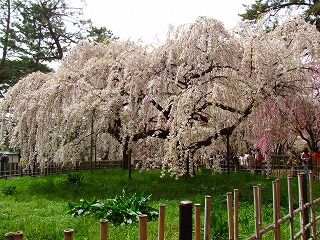 旧近衛邸の枝垂れ桜