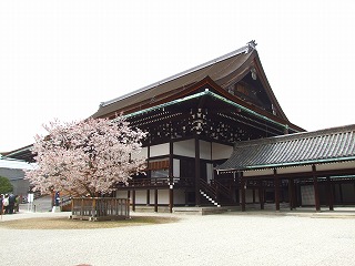 紫宸殿の左近の桜