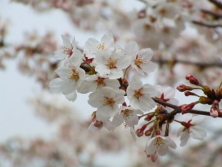 インクラインの桜