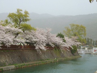 疎水の桜