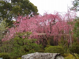 紅八重枝垂桜