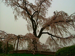 円山公園の枝垂桜1