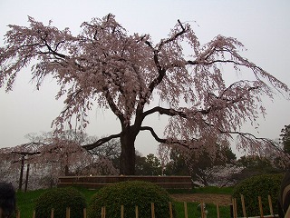 円山公園の枝垂桜2