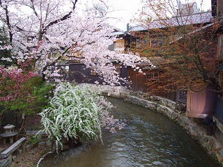 巽橋から見た桜