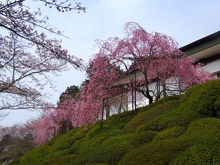 石山の枝垂れ桜