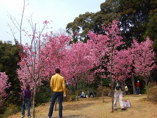 若王子桜花園