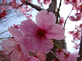 若王子桜花園の桜