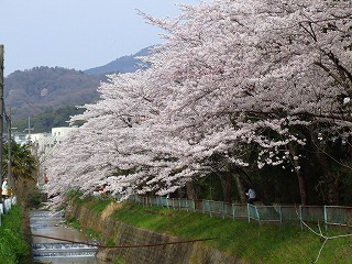 白川沿いの桜