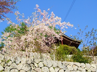 夫婦木神社の櫻