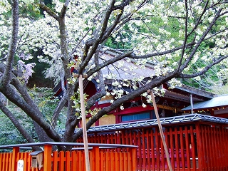ウコン桜1