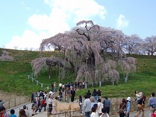 滝桜1