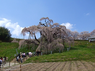 滝桜2