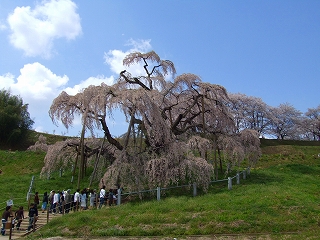 滝桜4