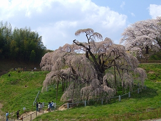 滝桜5