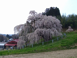 滝桜6