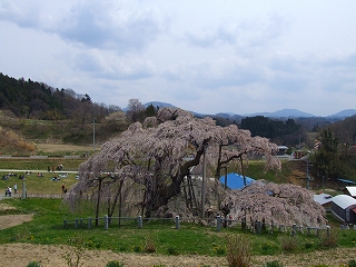 滝桜7