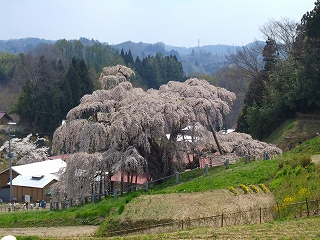 滝桜8