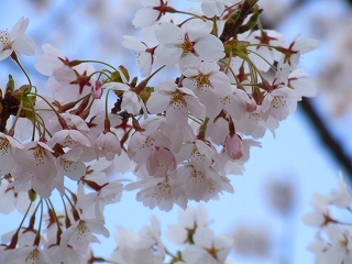 桜湖の桜1