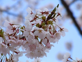 桜湖の桜2