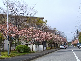 八重桜の桜並木