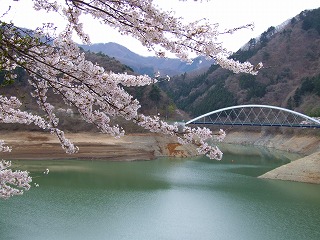 深山橋の桜２