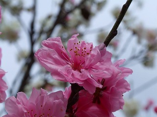 桃の花３
