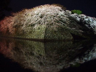 彦根城のお堀の夜桜１