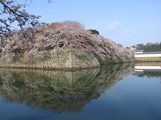 彦根城のお堀の桜
