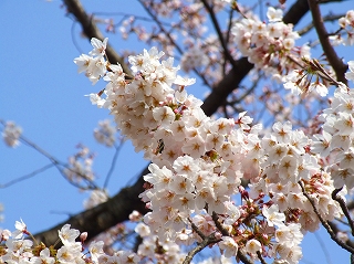 彦根城の桜１