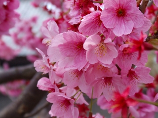 豊受神社桜