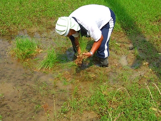 赤米の田植え