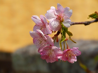 覚翁寺の河津桜