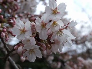 佐倉城址の桜