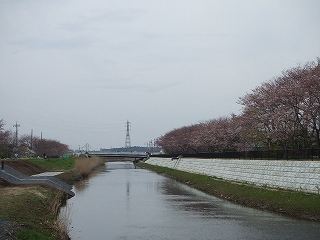 高瀬川岸の桜