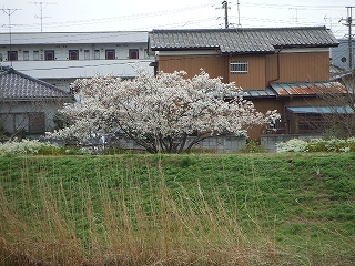 高瀬川岸の桜