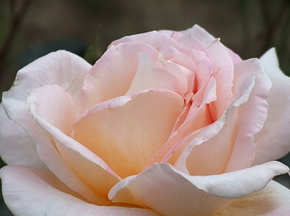 バラ園のピンクのバラ