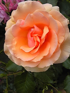バラ園のオレンジのバラ