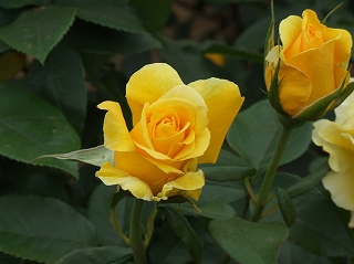 バラ園の黄バラ