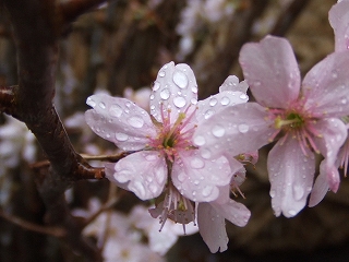 駅前の桜