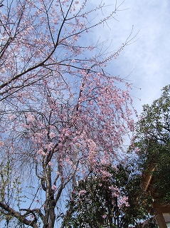 大井町の桜