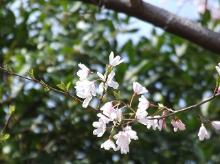 大井町の桜